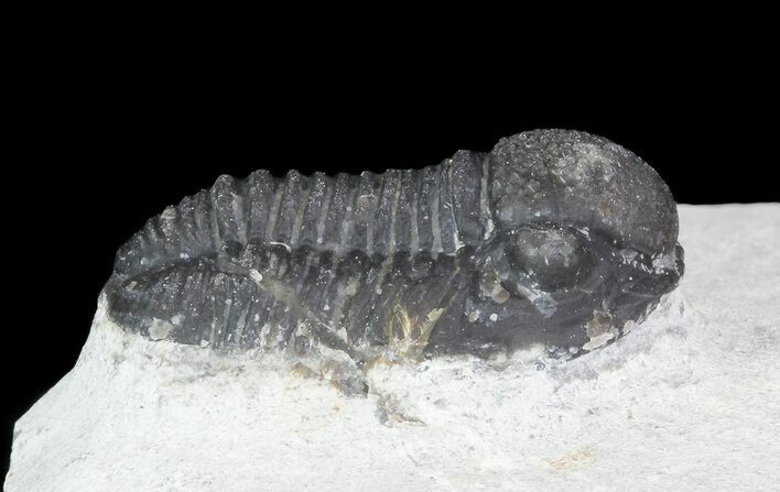 Bargain, Gerastos Trilobite Fossil - Morocco #68641